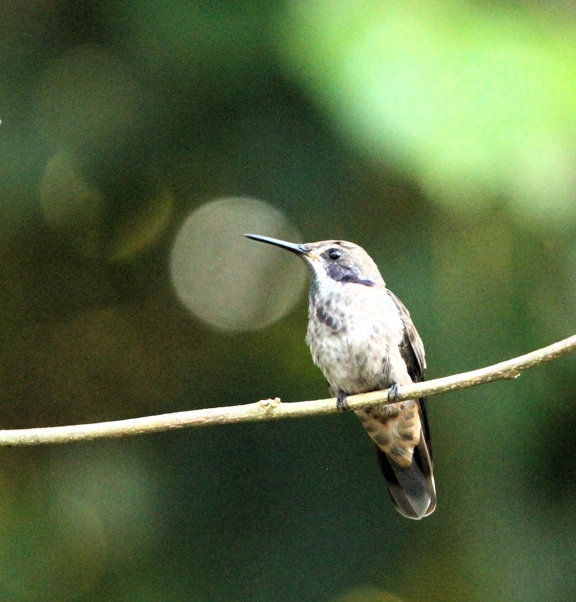 Brown Violetear - ML617716150