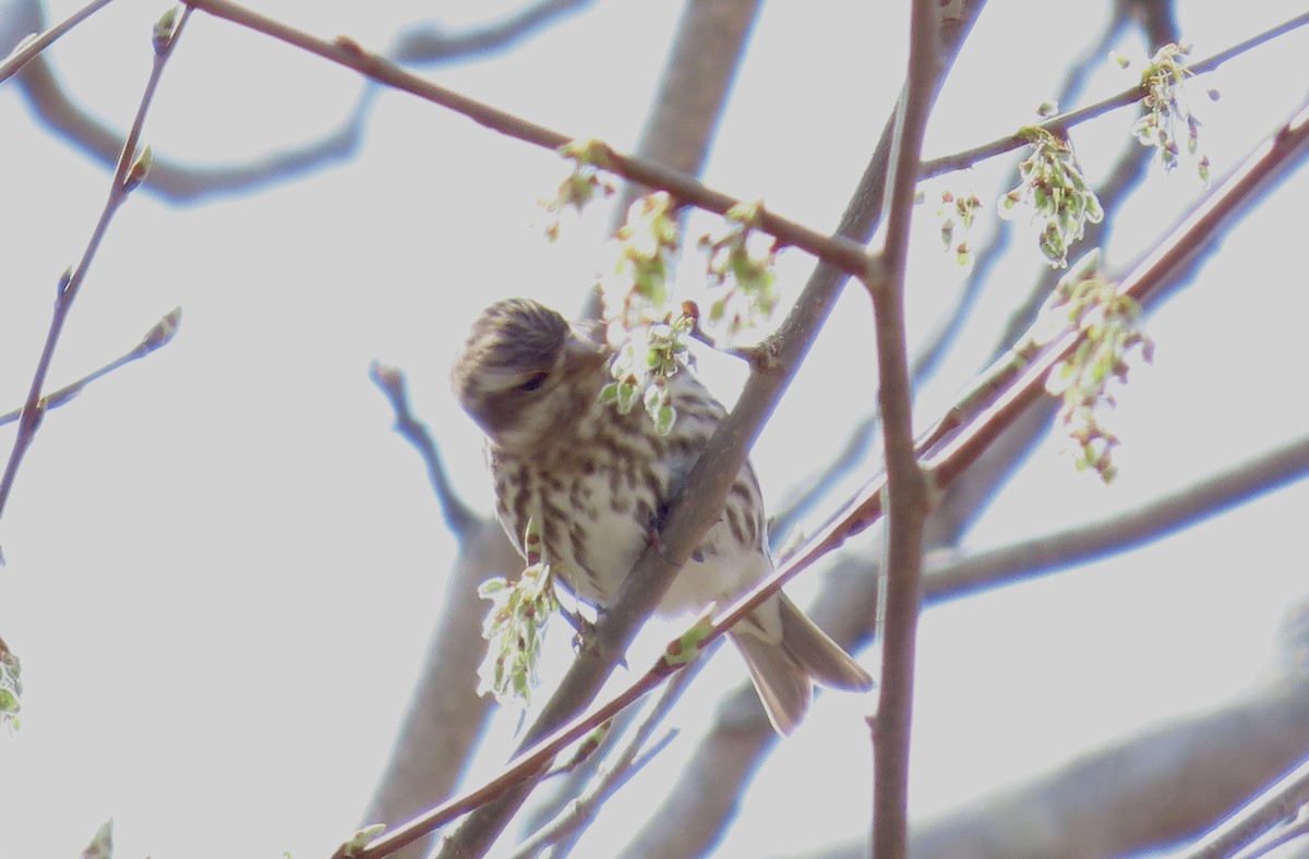 Purple Finch - ML617716167