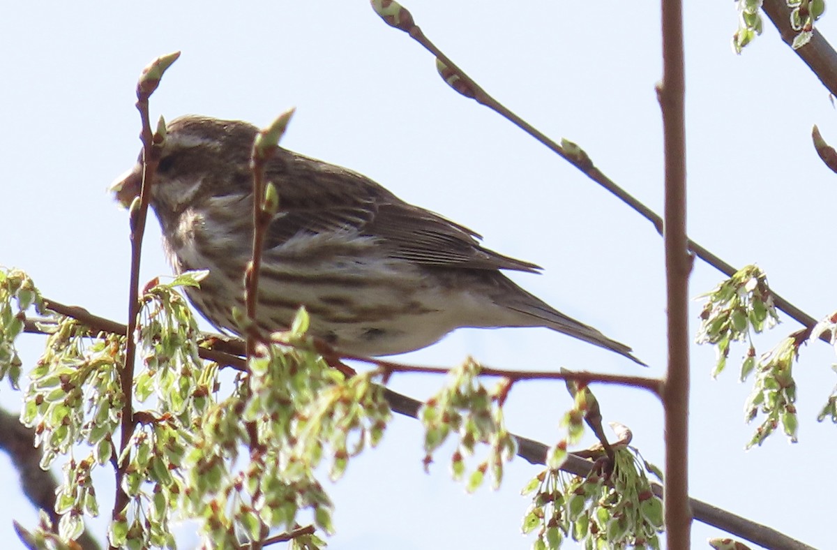 Purple Finch - ML617716168