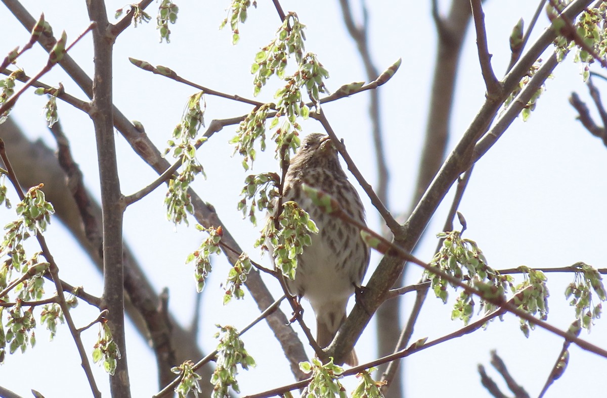 Purple Finch - ML617716169