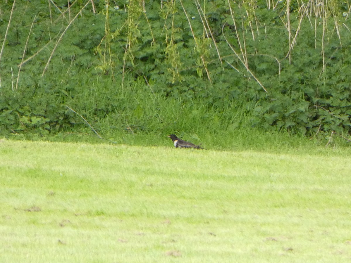 Ring Ouzel - Chris Gibbs