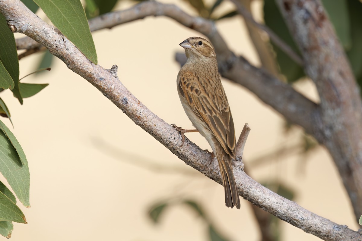 Lark-like Bunting - ML617716191