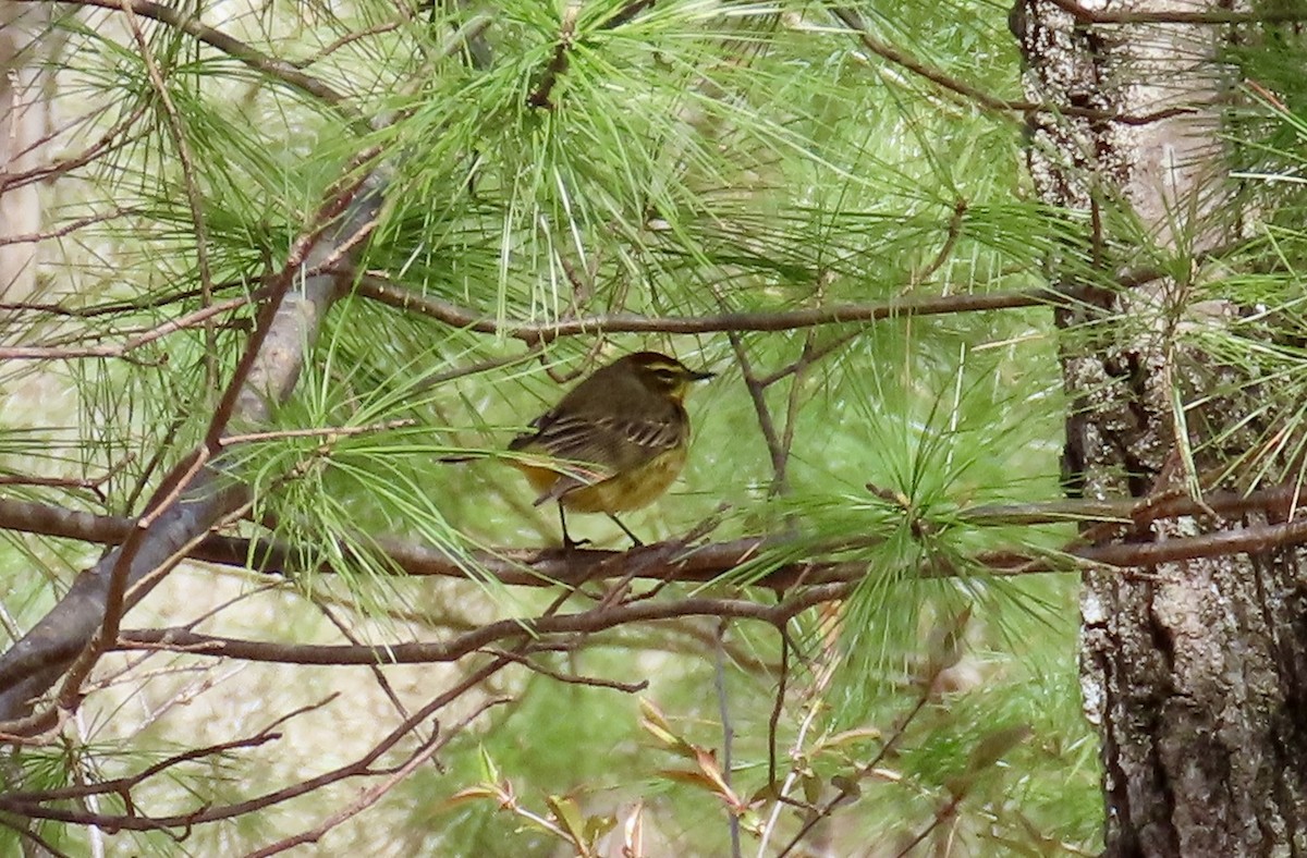 Palm Warbler - ML617716199