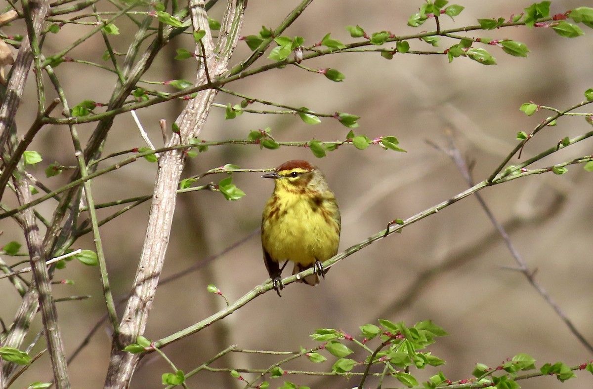 Palm Warbler - ML617716200