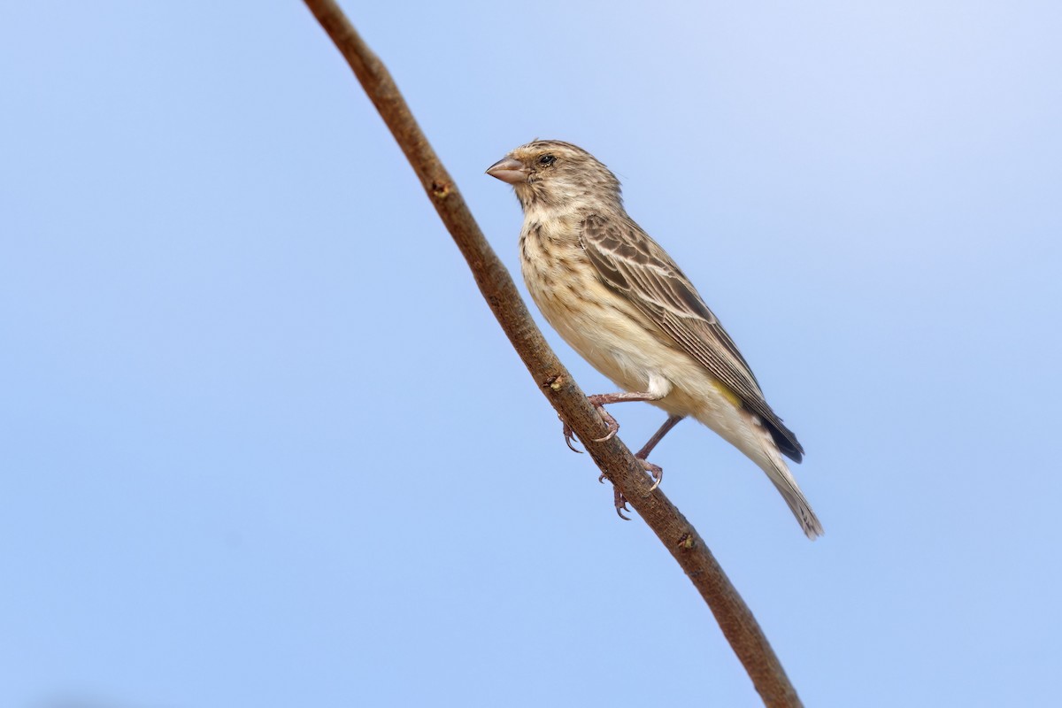 Serin à gorge noire - ML617716208