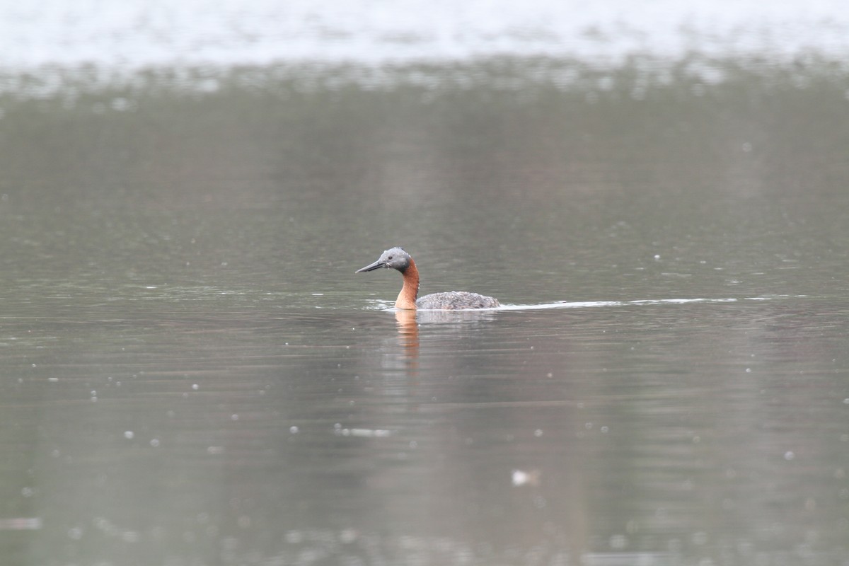 Great Grebe - ML617716212