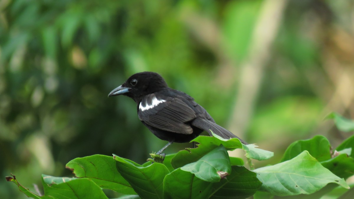 White-shouldered Tanager - José Achipis