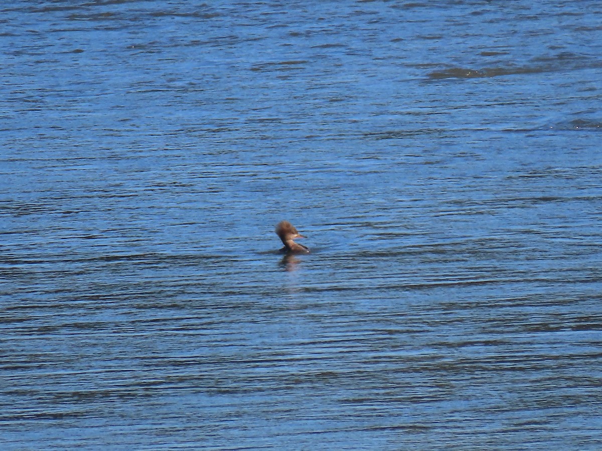 Hooded Merganser - ML617716255