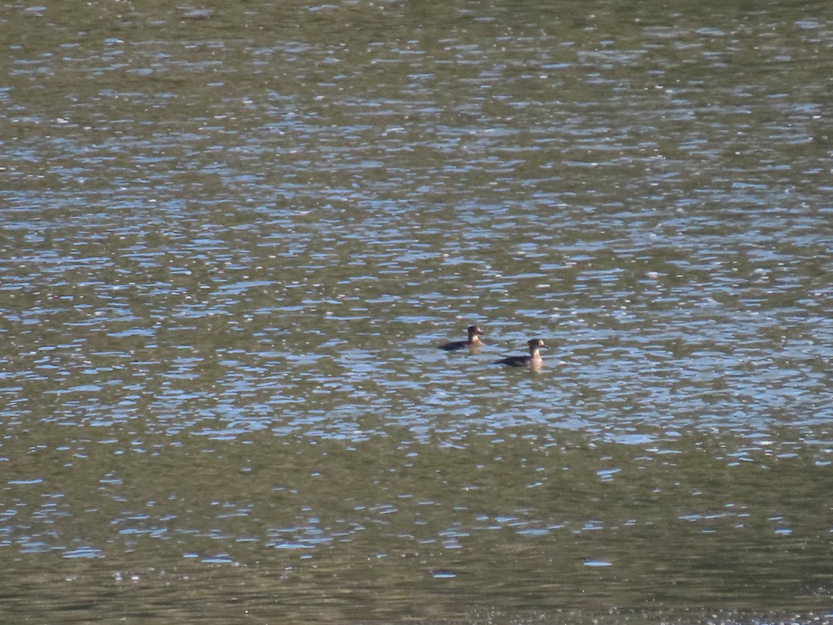 Hooded Merganser - ML617716272