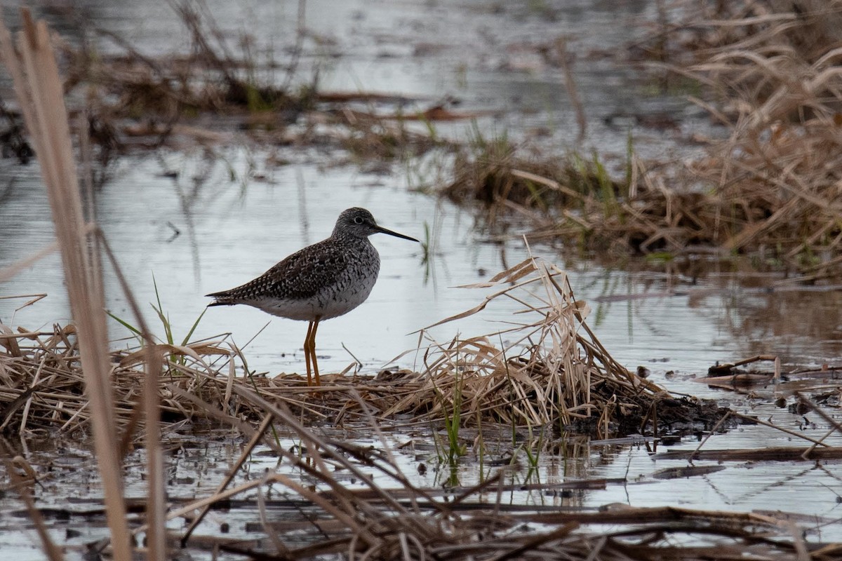 Greater Yellowlegs - ML617716301