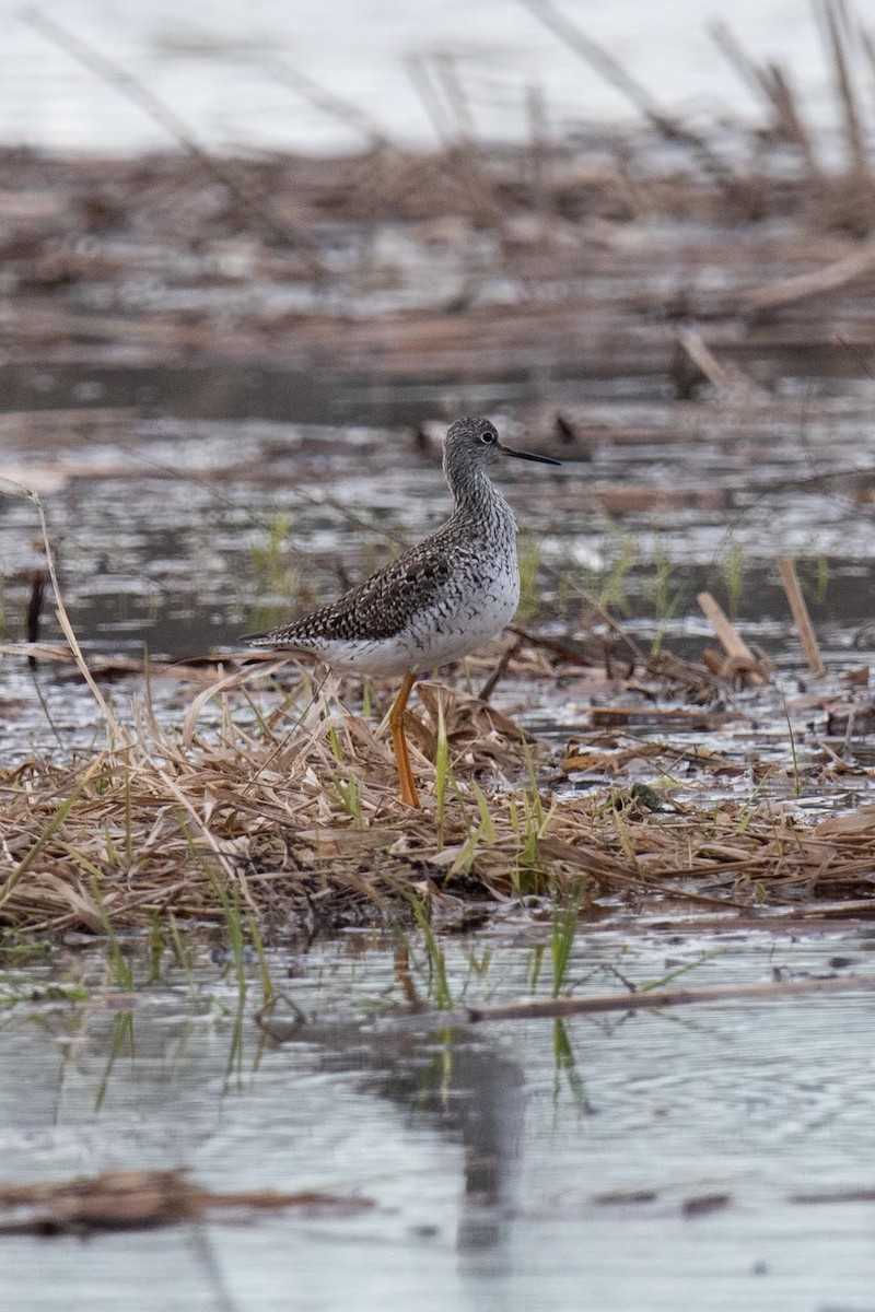 Greater Yellowlegs - ML617716302