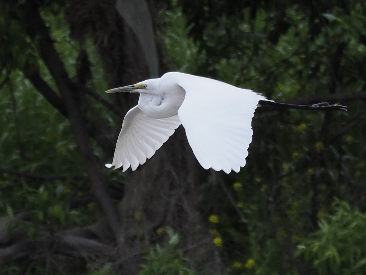 中白鷺 - ML617716421