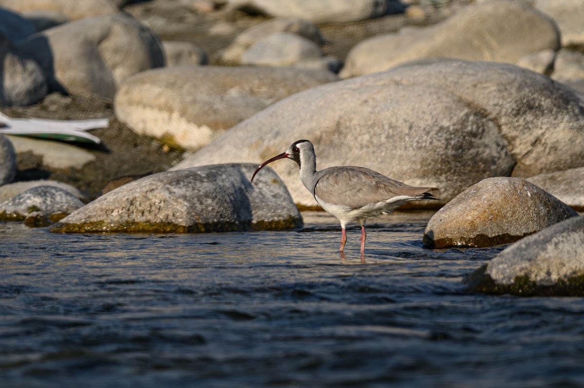 Bec-d'ibis tibétain - ML617716458