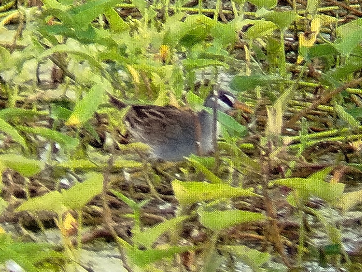 White-browed Crake - Lars Mannzen