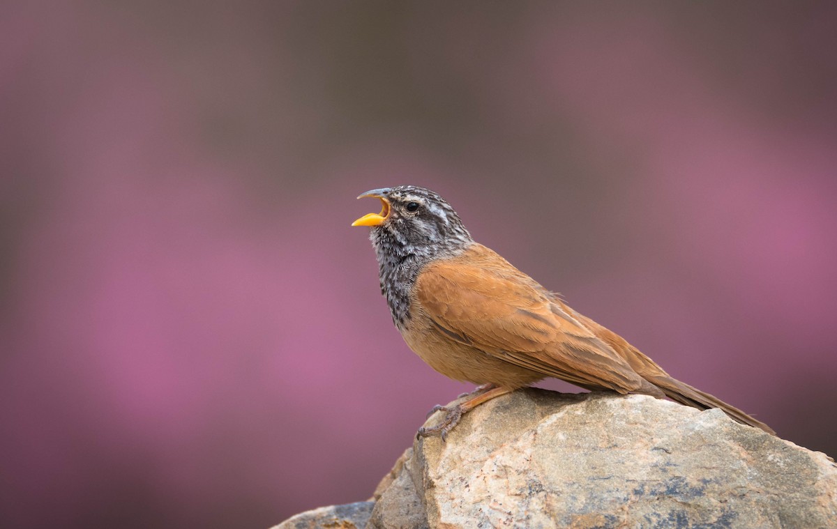 House Bunting - ML617716510