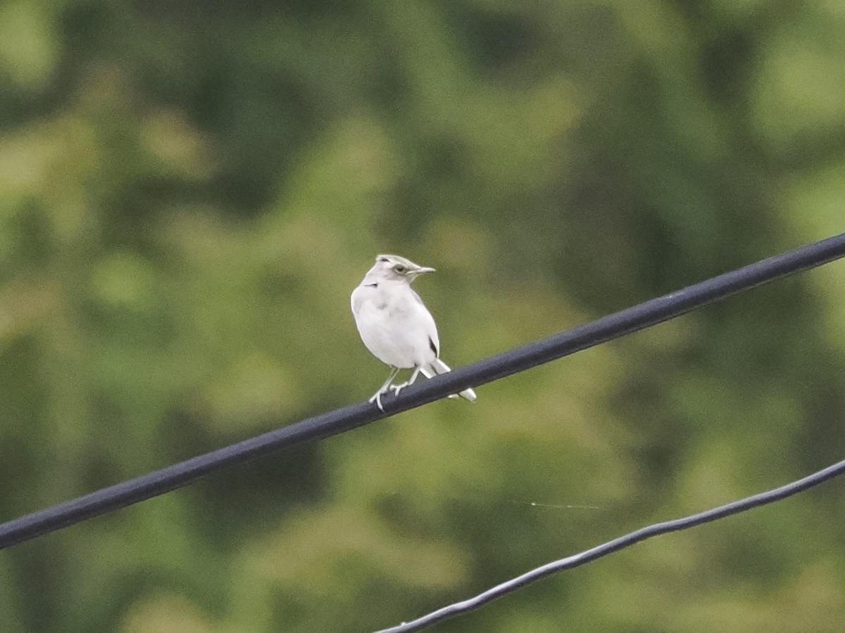 日本鶺鴒 - ML617716516