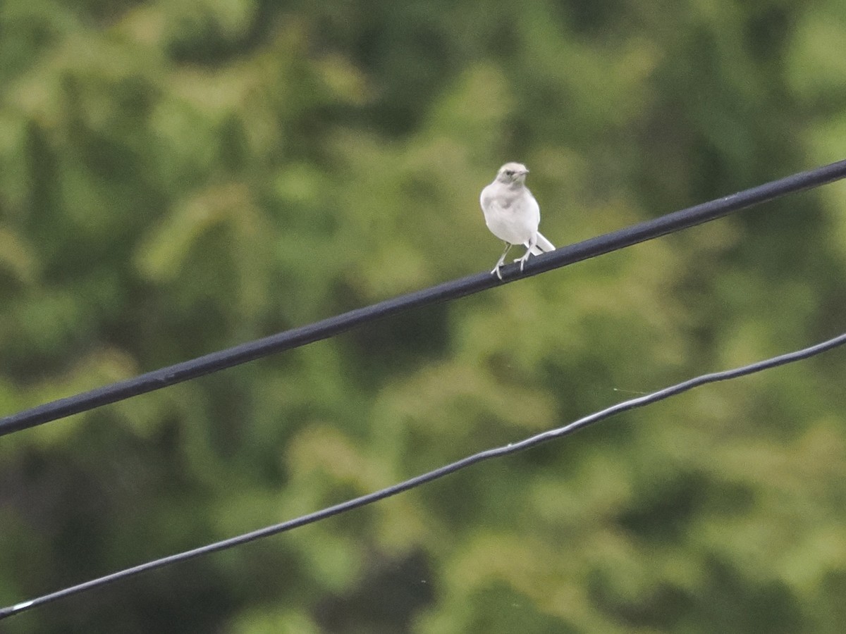 日本鶺鴒 - ML617716517