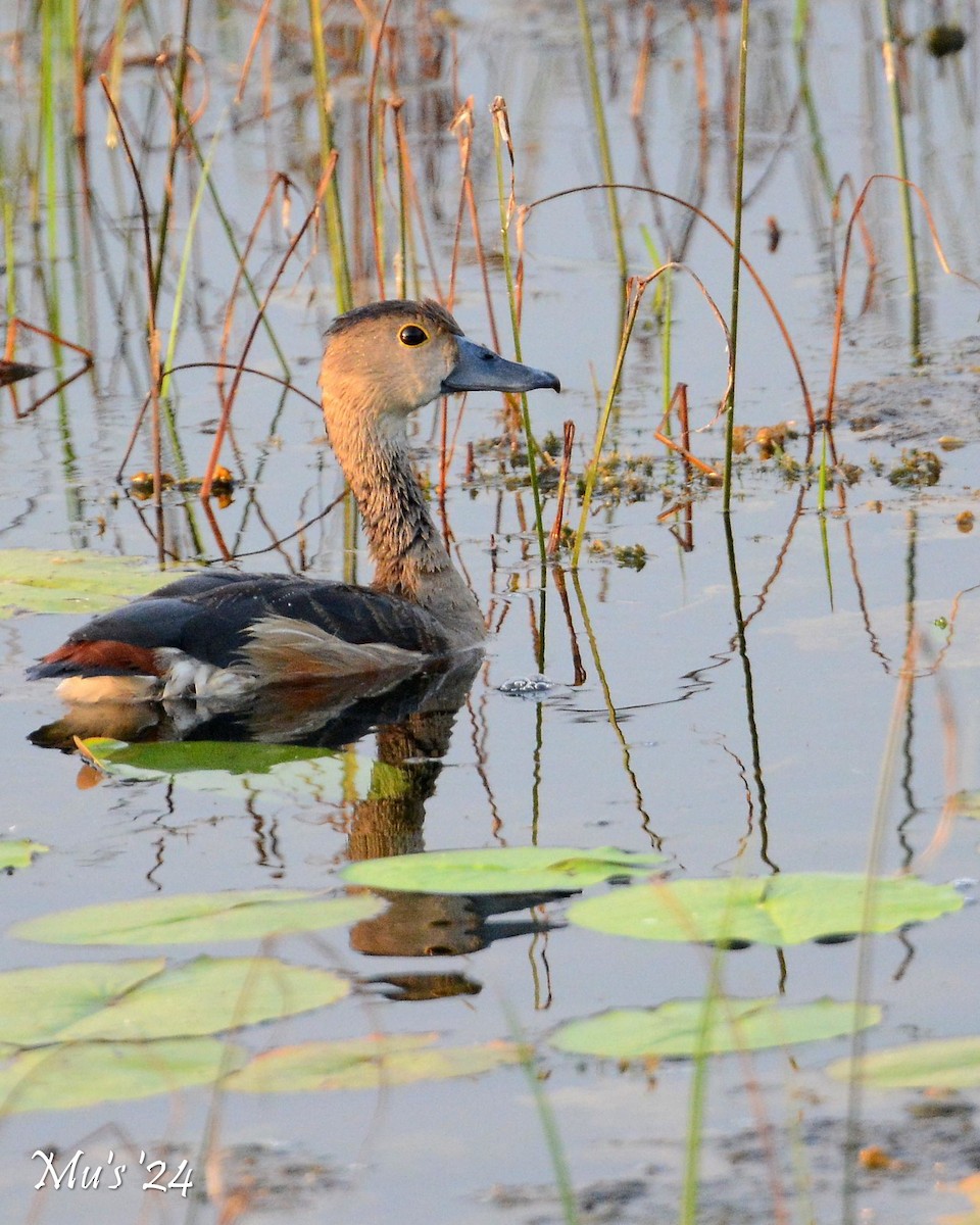 Fulvous Whistling-Duck - ML617716576