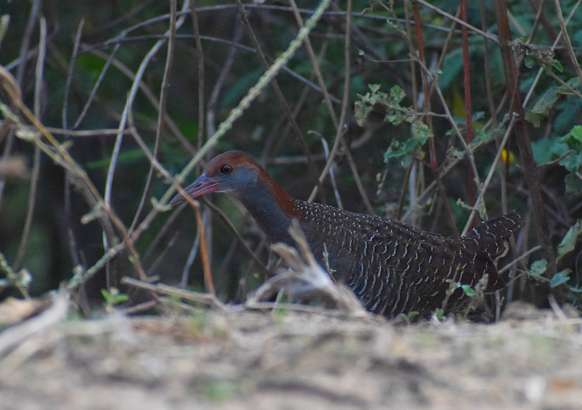 Slaty-breasted Rail - ML617716595