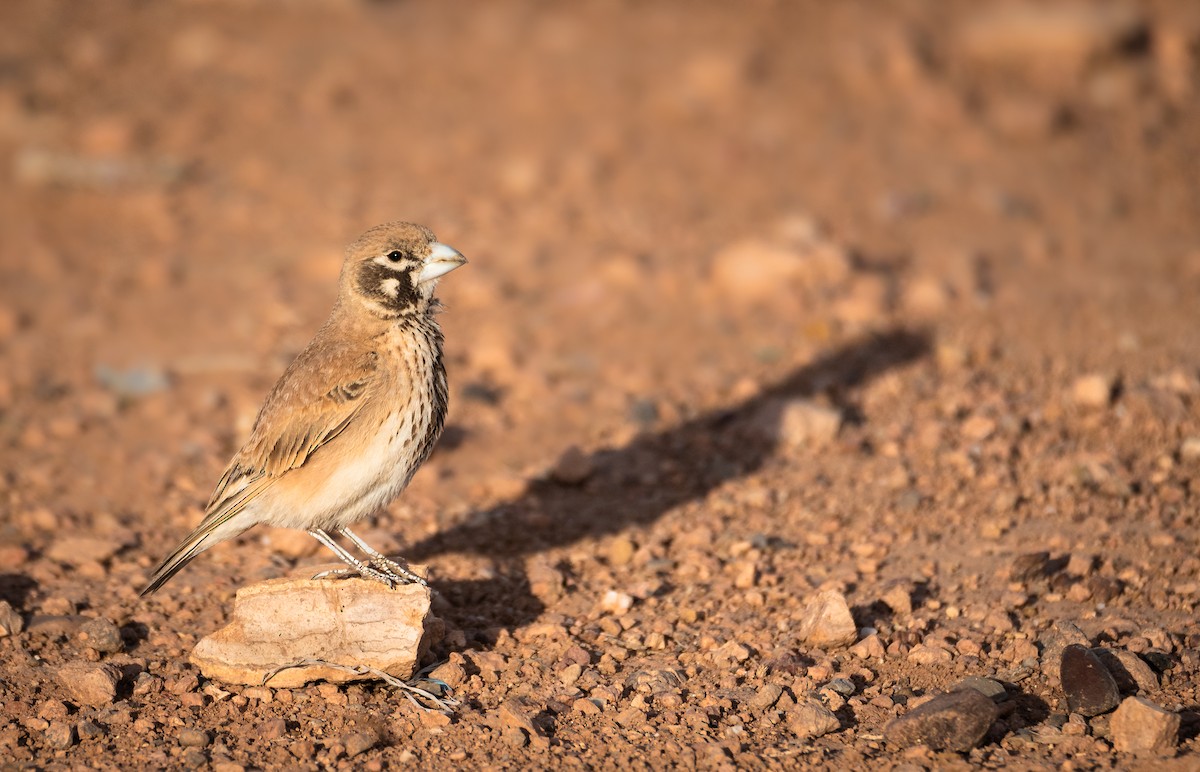 Thick-billed Lark - ML617716639