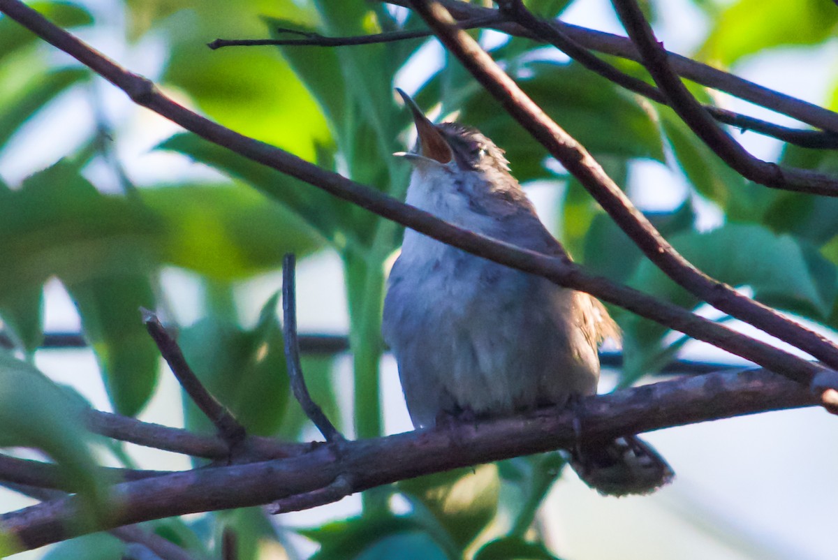 Bewick's Wren - ML617716641