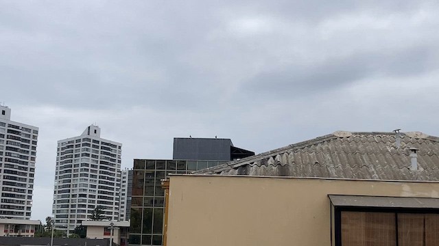 Chimango Caracara - ML617716678