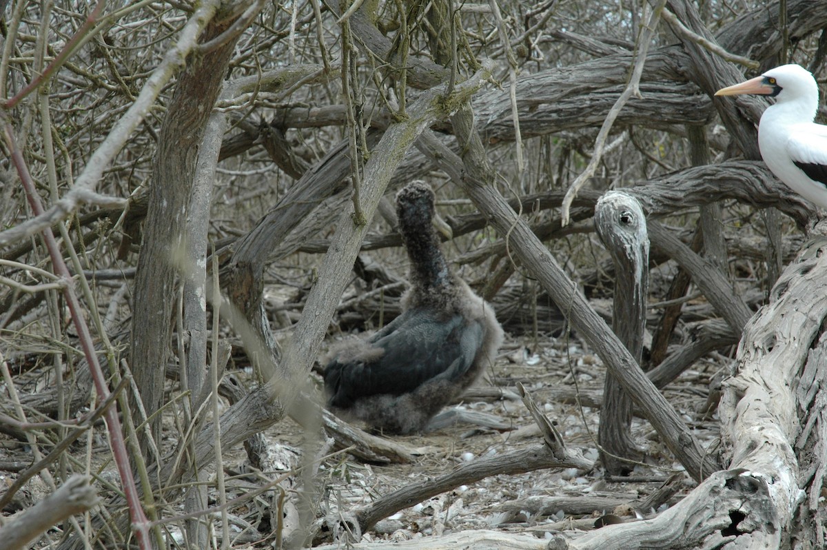 Waved Albatross - ML617716687