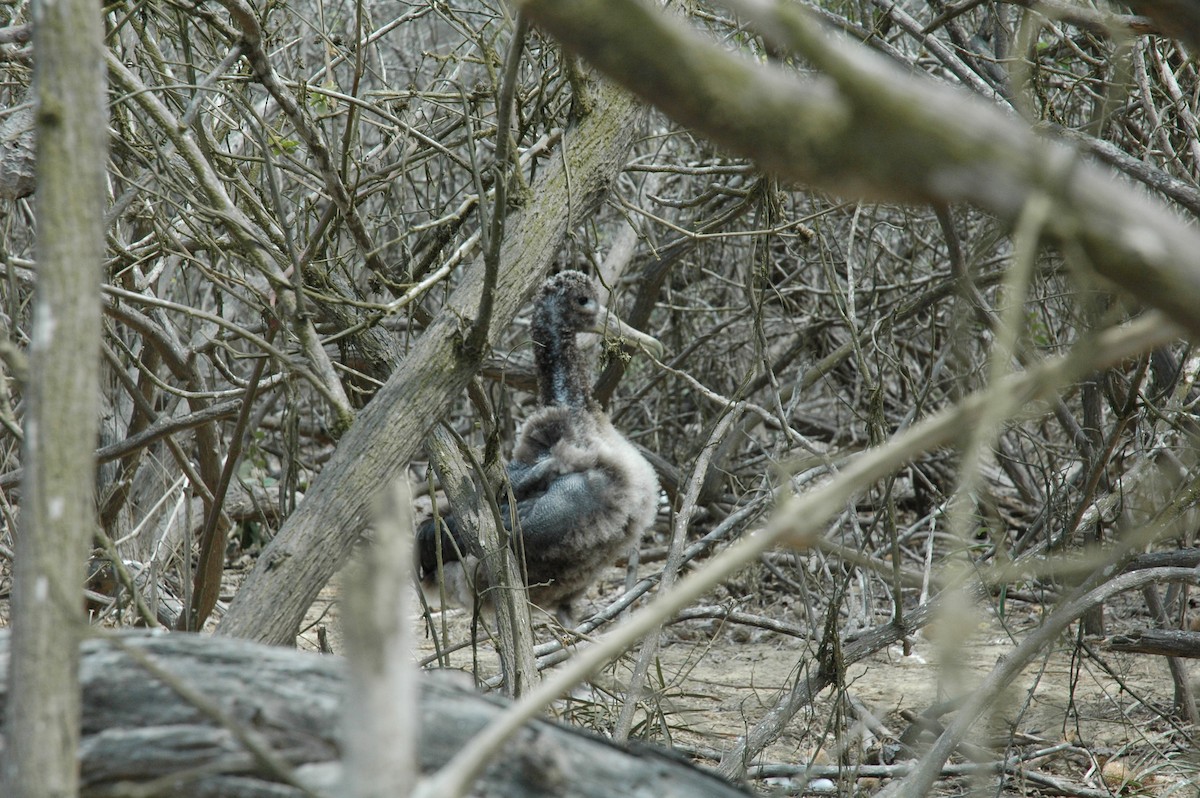 Waved Albatross - Francisco Sornoza