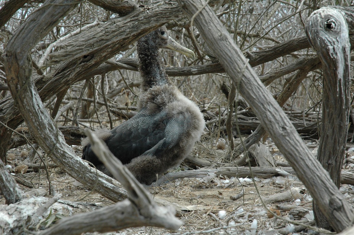 Waved Albatross - Francisco Sornoza