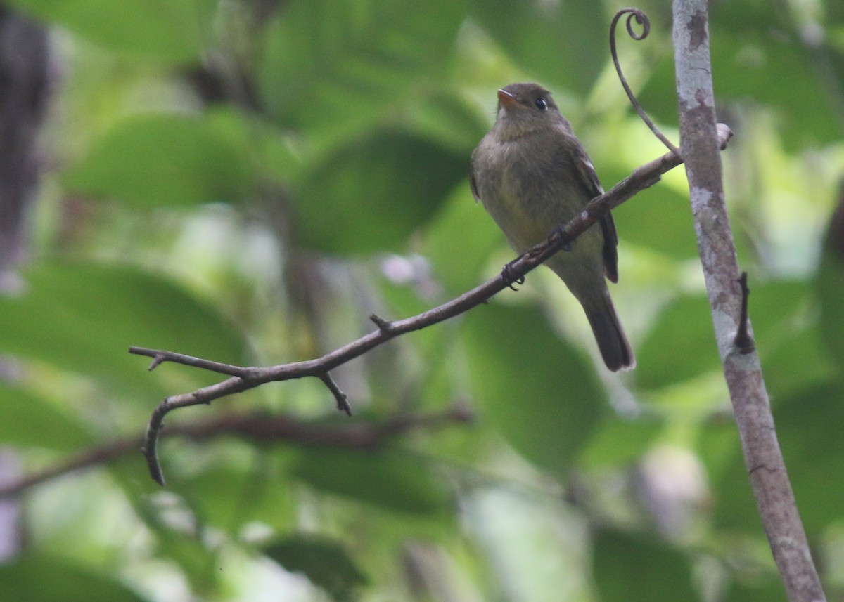 Yellow-bellied Flycatcher - ML617716706