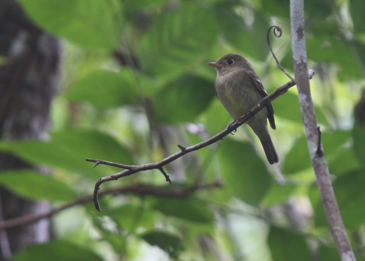 Yellow-bellied Flycatcher - ML617716708