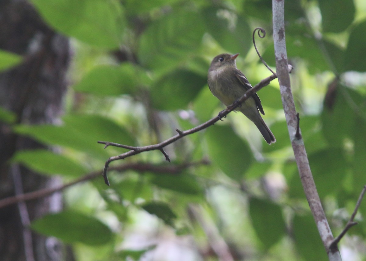 Yellow-bellied Flycatcher - Jared Clarke