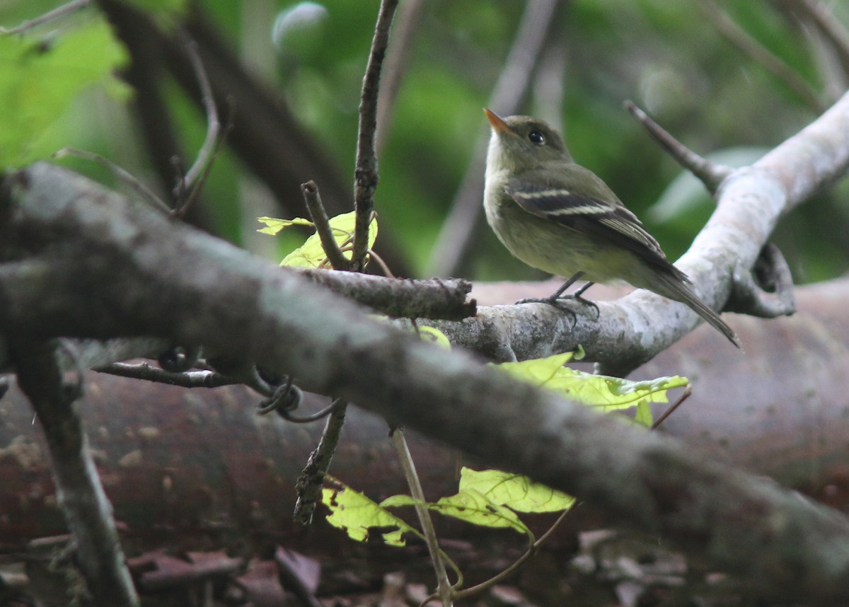 Yellow-bellied Flycatcher - ML617716711