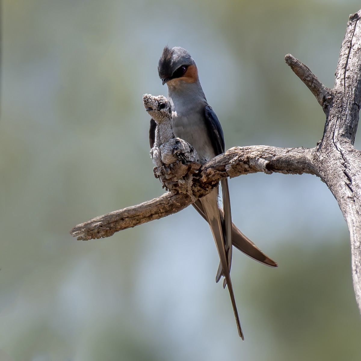 Crested Treeswift - Kalyan Gantait