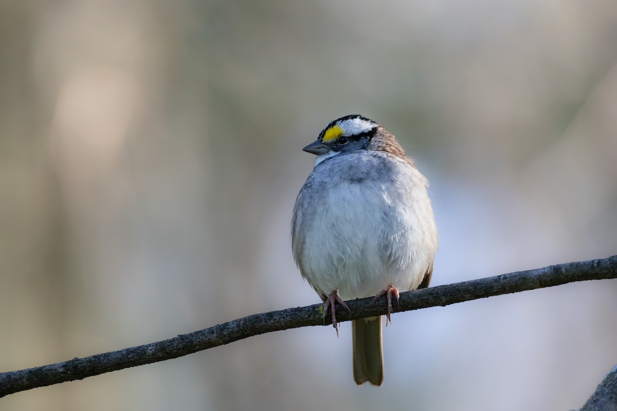 White-throated Sparrow - Aaron Kuiper
