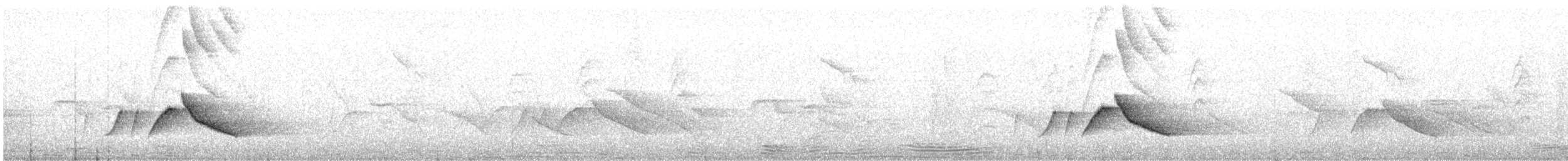 Белоухая сибия - ML617716741