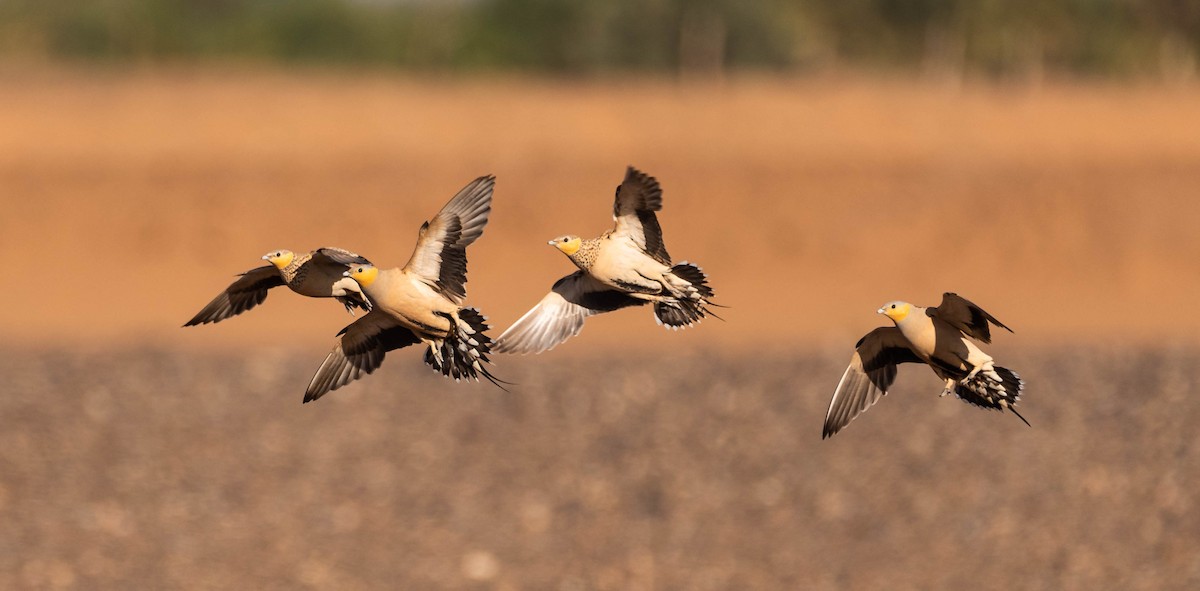 Spotted Sandgrouse - ML617716745