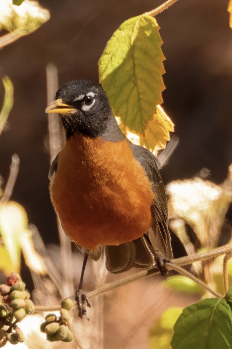 American Robin - ML617716761