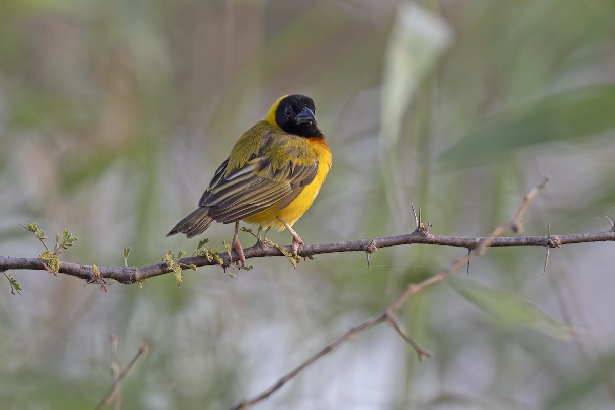 Black-headed Weaver - ML617716805