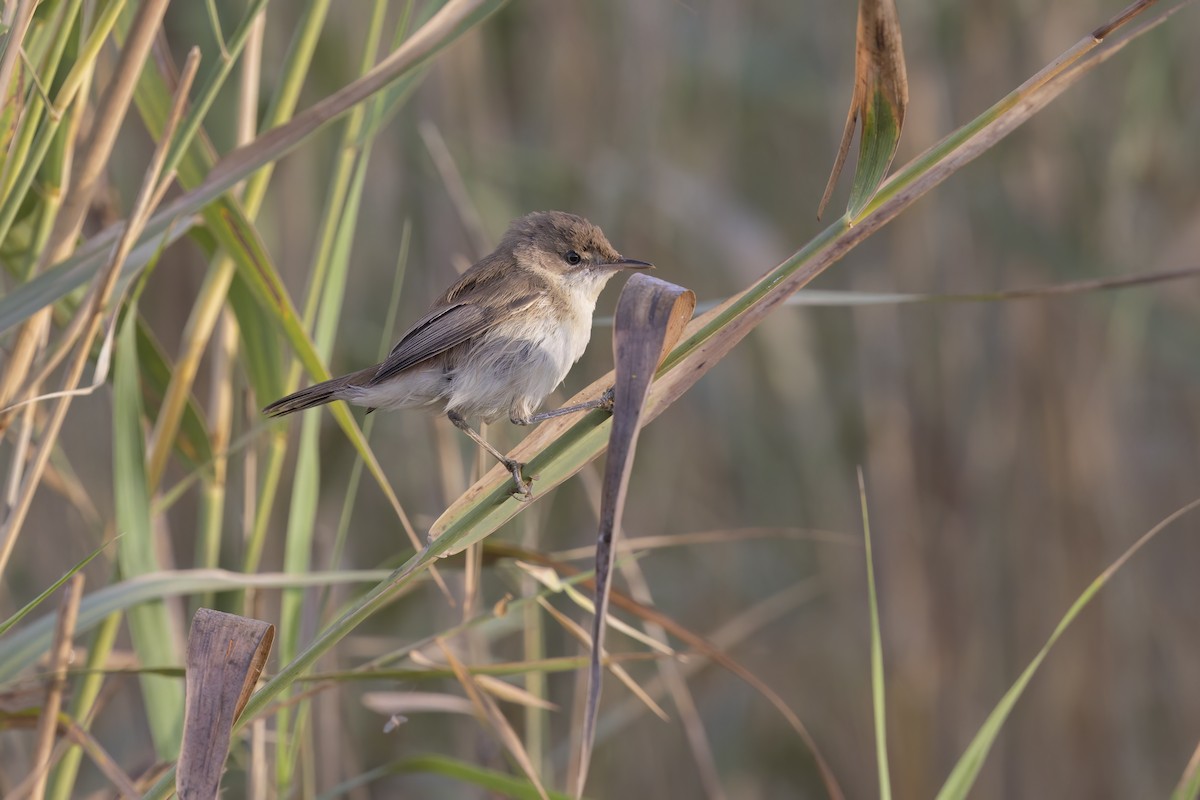 Common Reed Warbler - ML617716818
