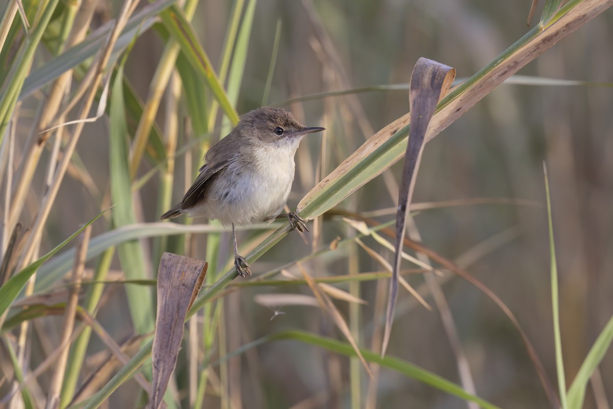 Common Reed Warbler - ML617716819