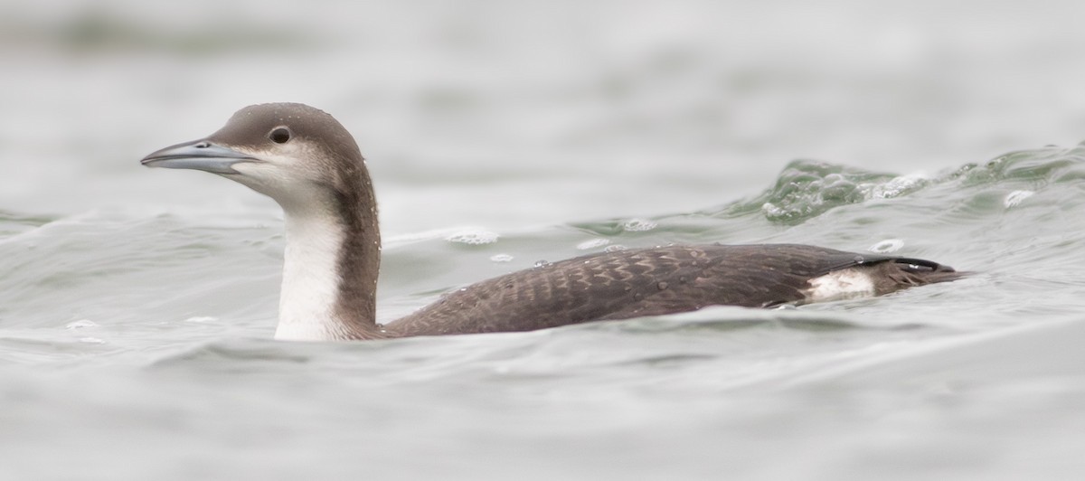 Arctic Loon - Pierre Montieth