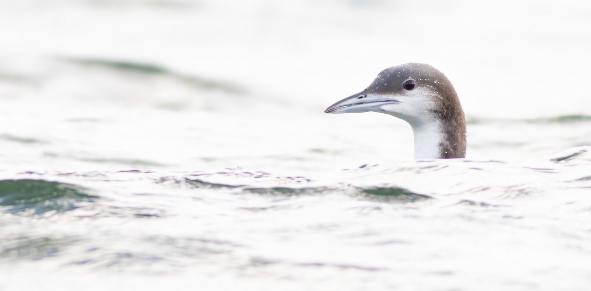 Arctic Loon - ML617716832