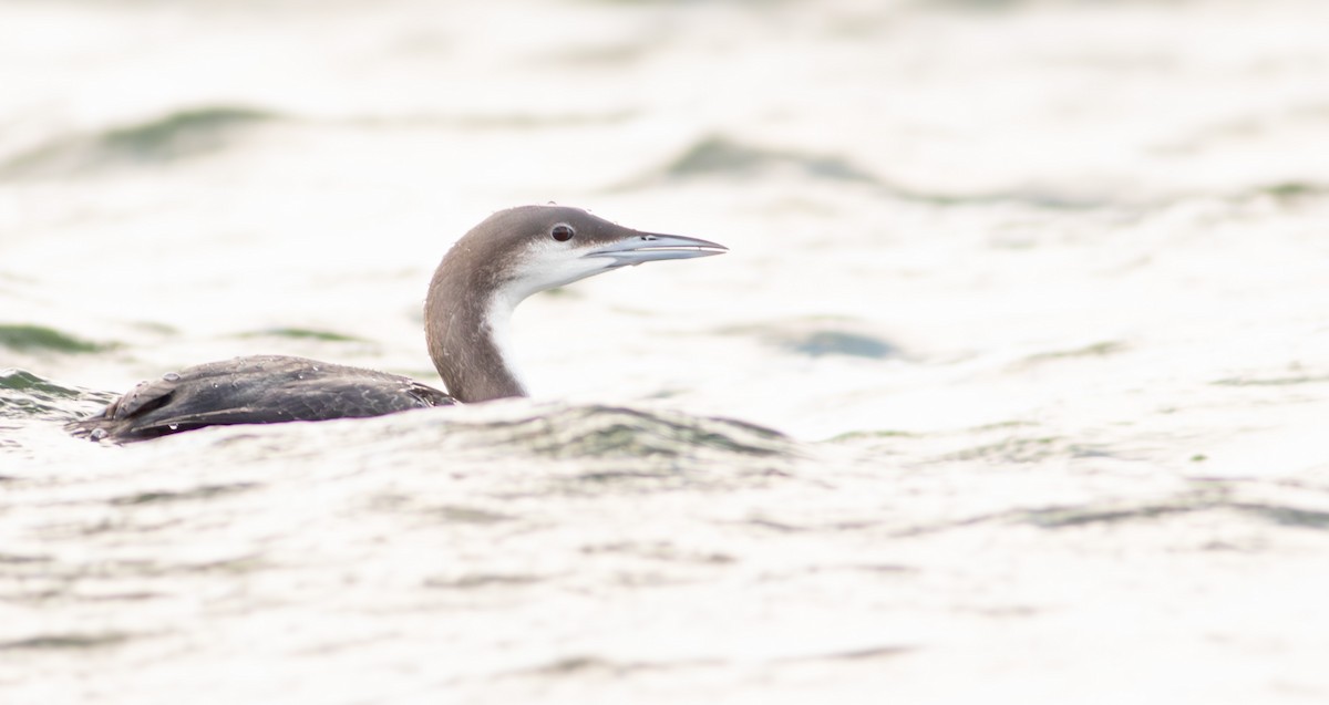 Arctic Loon - Pierre Montieth