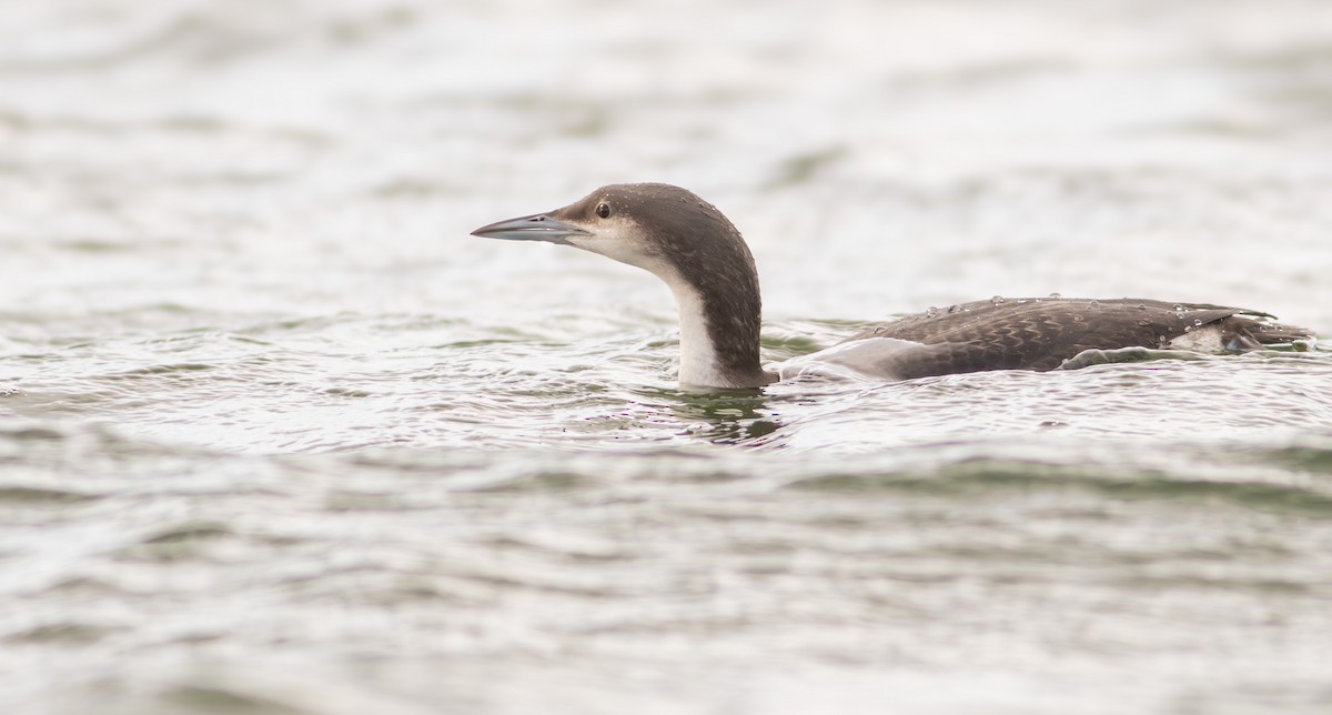 Arctic Loon - ML617716835