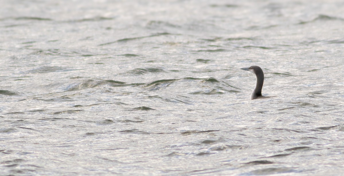 Arctic Loon - ML617716836