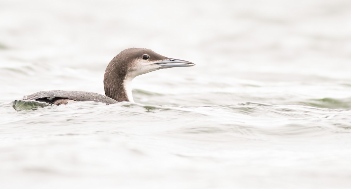 Arctic Loon - ML617716838