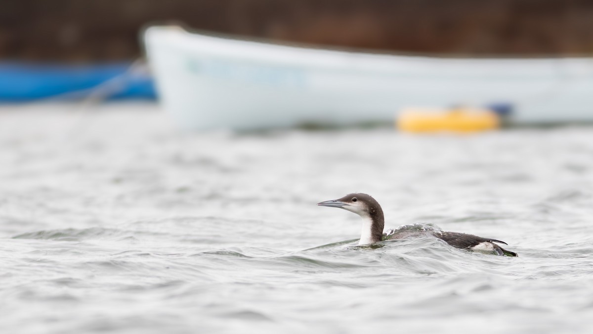 Arctic Loon - Pierre Montieth