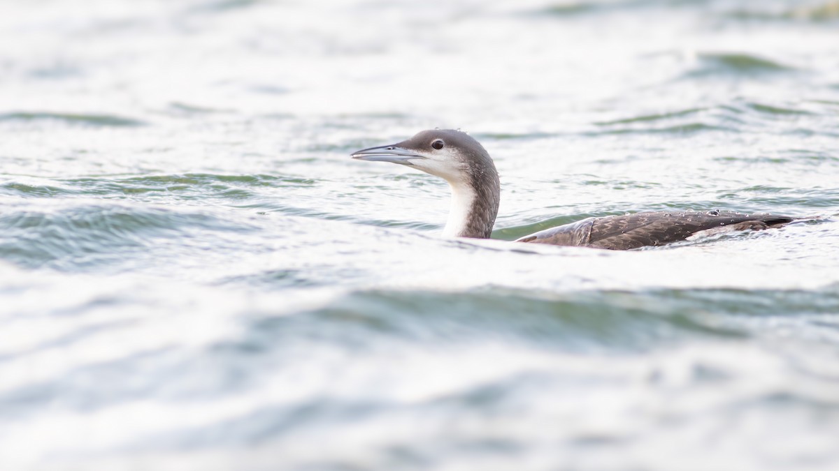 Arctic Loon - Pierre Montieth