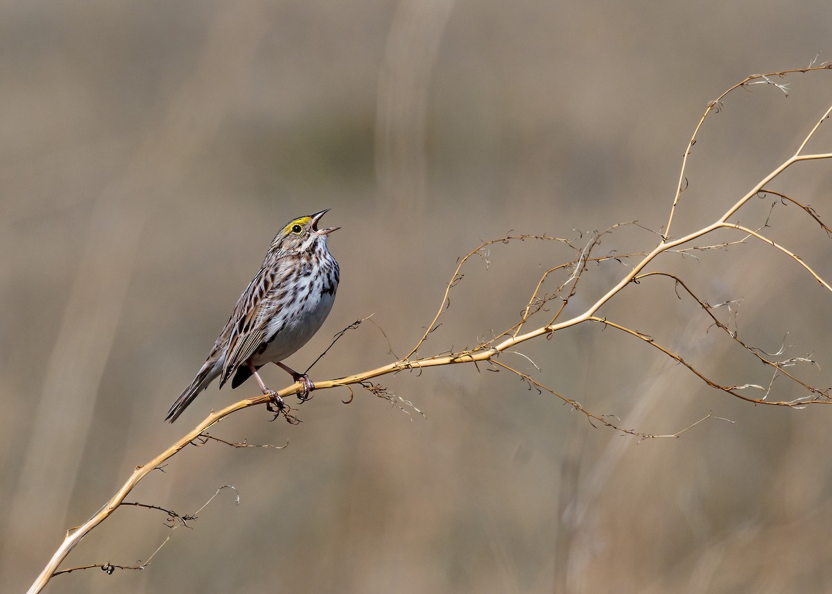 Savannah Sparrow - Ken Drozd